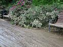 Hochwasser (323)